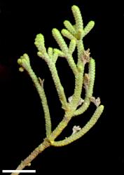 Veronica quadrifaria. Sprig. Scale = 10 mm.
 Image: M.J. Bayly & A.V. Kellow © Te Papa CC-BY-NC 3.0 NZ